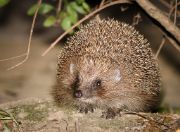 Hedgehog a wild animal
