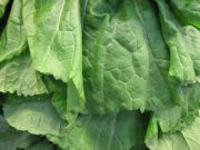 Mustard greens | Vegetable name in English-Hindi
