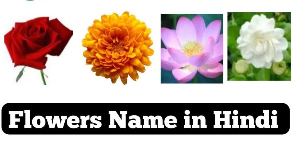 100+ Flowers Name In Hindi And English | फूलों के नाम 1 Flowers name in Hindi and English