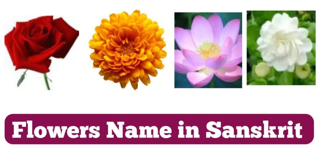 50+ Flowers Name in Sanskrit | फूलों के नाम संस्कृत में 1 Flowers Name in Sanskrit