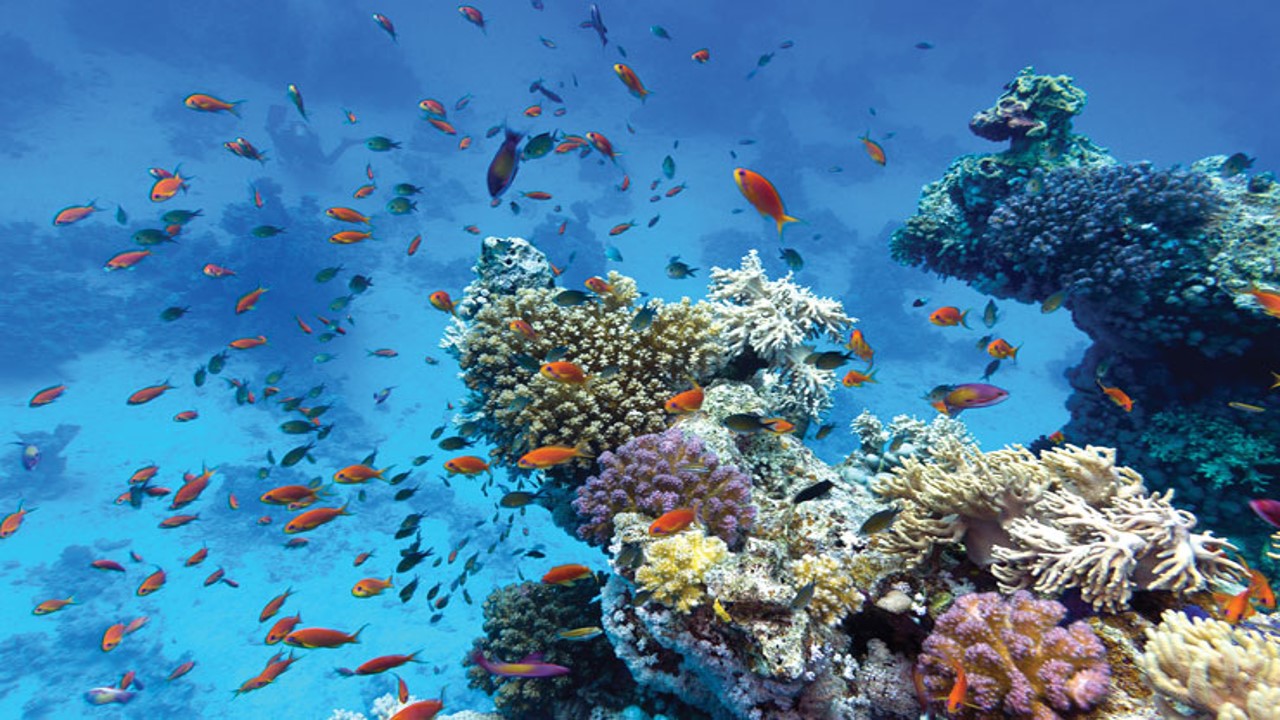 Conditions Needed for Growth of Coral Reefs