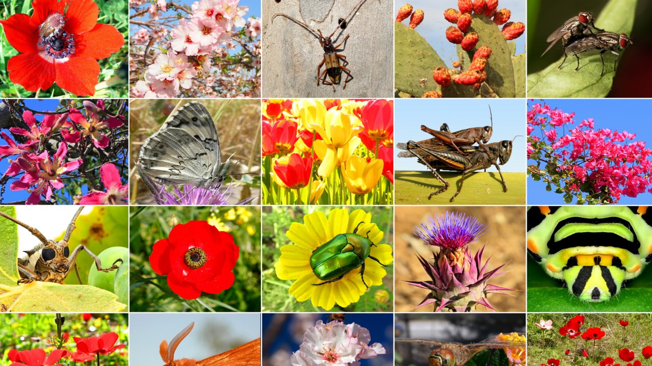 What Is Biodiversity? – Definition, Types And Importance