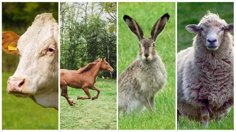 Khajjiar, Himachal Pradesh - Timing - Route - Prices - Full Guide Khajjiar, Himachal Pradesh - Timing - Route - Prices - Full Guide