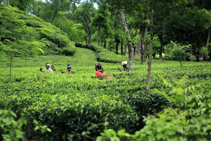 tea garden, munnar, Best Places for Honeymoon in India tea garden, munnar, Best Places for Honeymoon in India