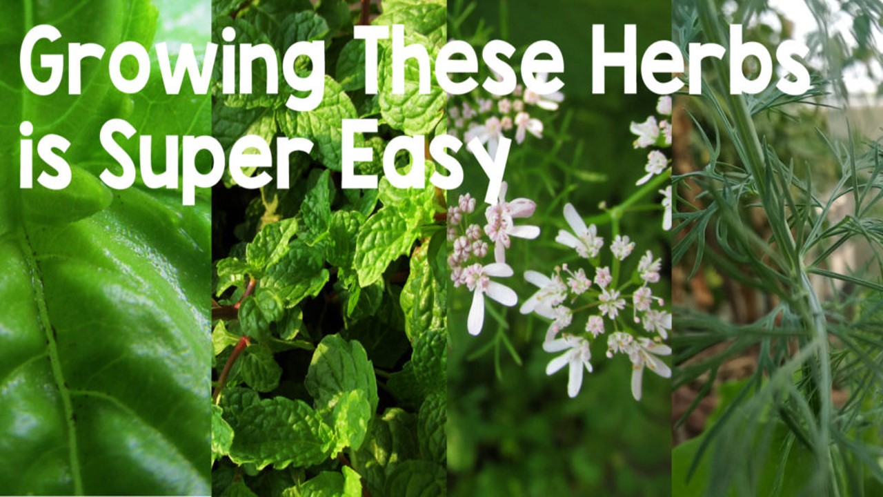 Growing These Four Herbs in Your Garden is Super Easy