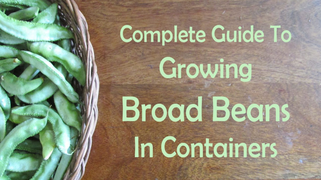 Guide to Growing Broad Beans in Containers