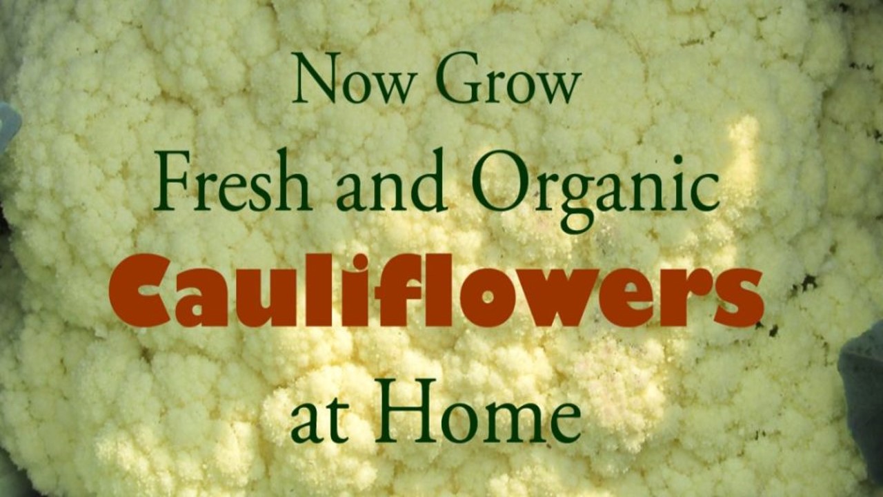 Guide to Growing Cauliflowers in Pots at Home